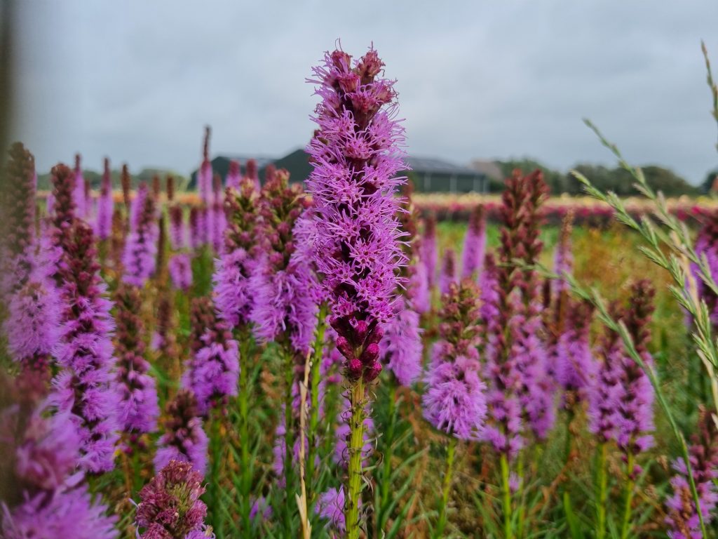 Liatris spicata, 10 pcs