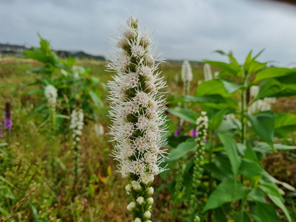 Liatris floristsan alba