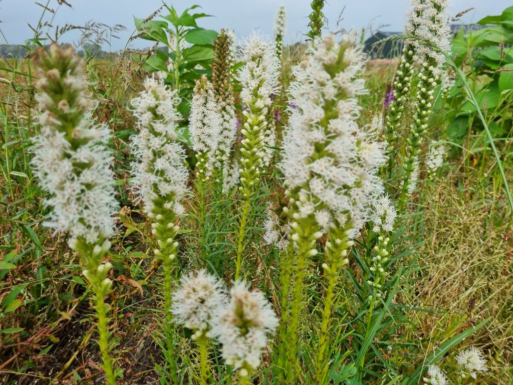 Liatris floristsan alba