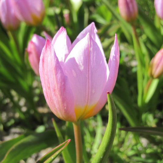 Tulipa bakery 'Lilac Wonder'