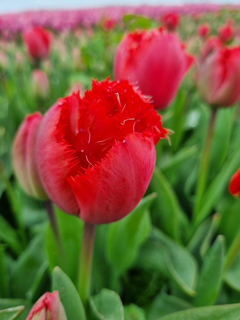 Tulipa 'Masterpiece'