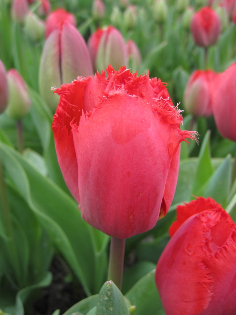 Tulipa 'Masterpiece'