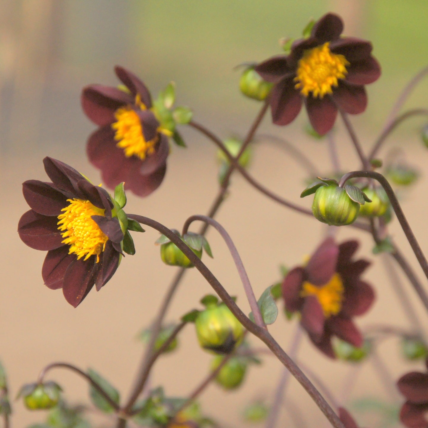 Dahlia Mexican Star - NEW