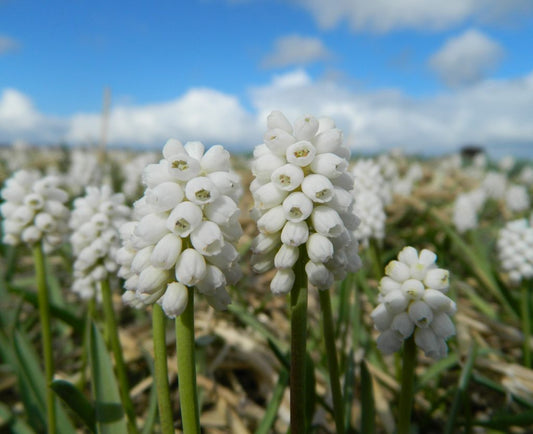Muscari white magic (grape hyacinth)