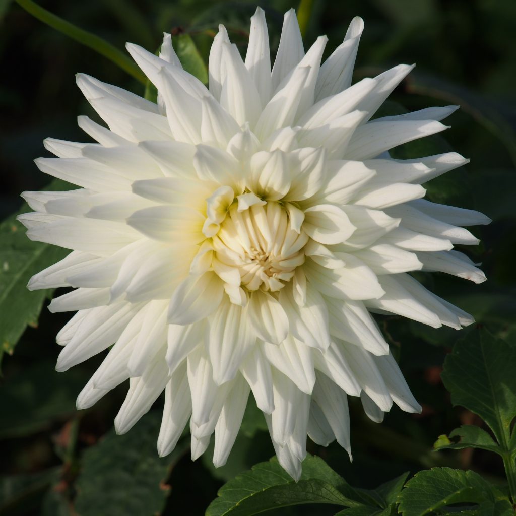 Dahlia My Love, 5 pcs