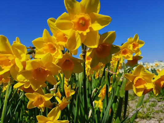 Daffodil Garden Opera