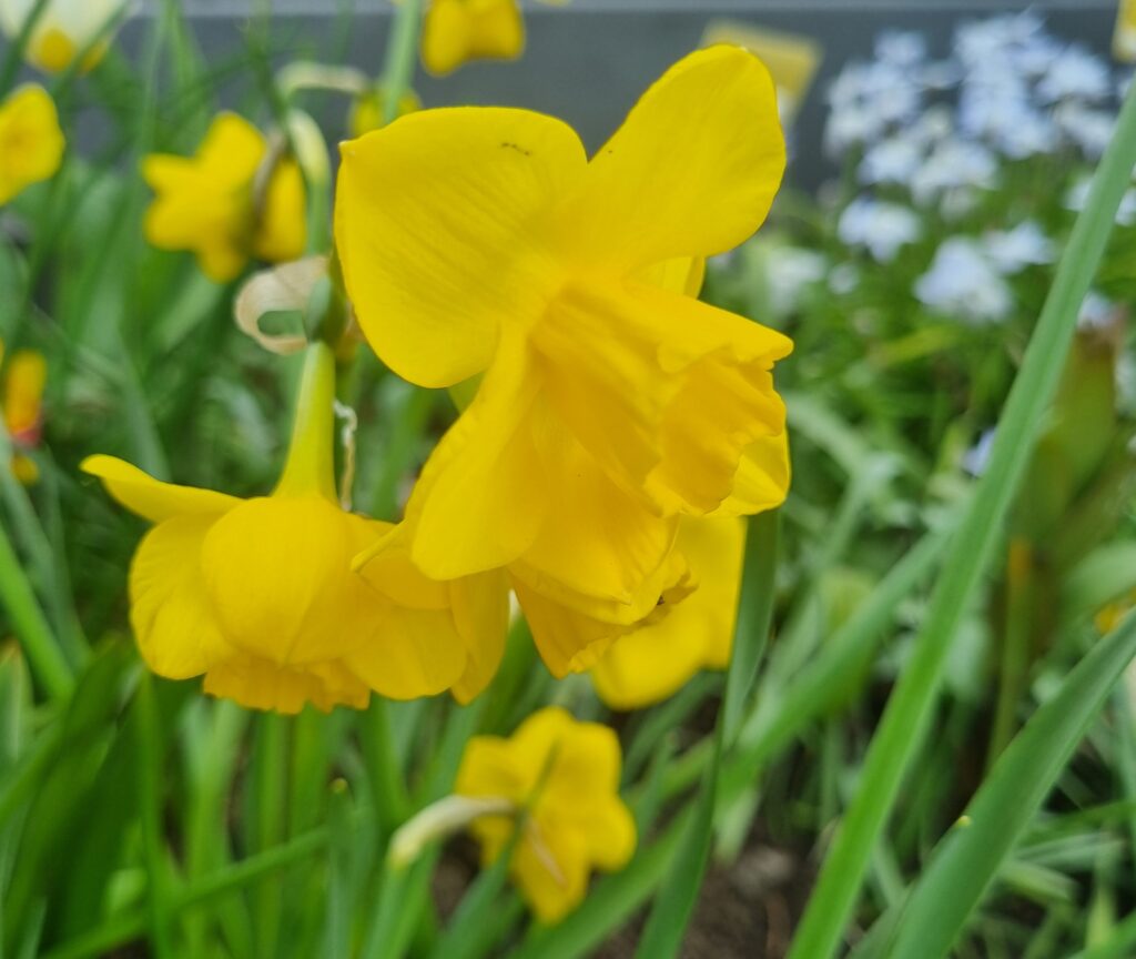 Daffodil 'Quail' NEW