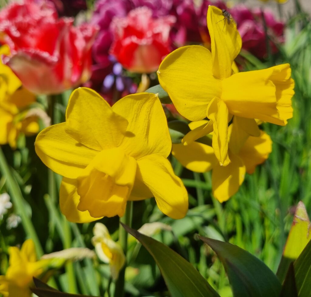 Daffodil 'Quail' NEW