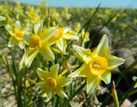 Daffodil 'New Baby'
