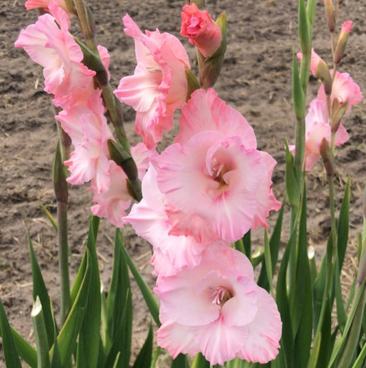 Gladiolus New Release, 10 pcs