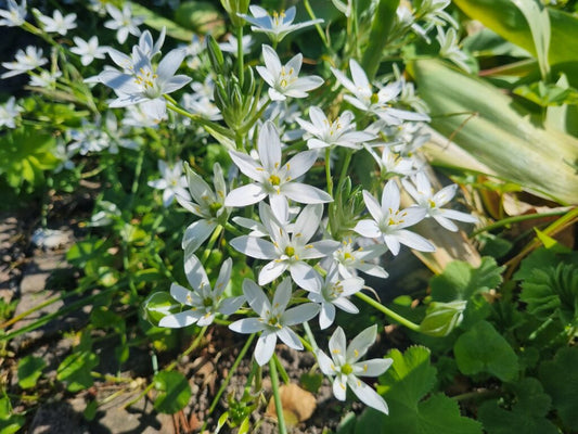 NEW: Ornithogalum ponticum ‘Sochi’