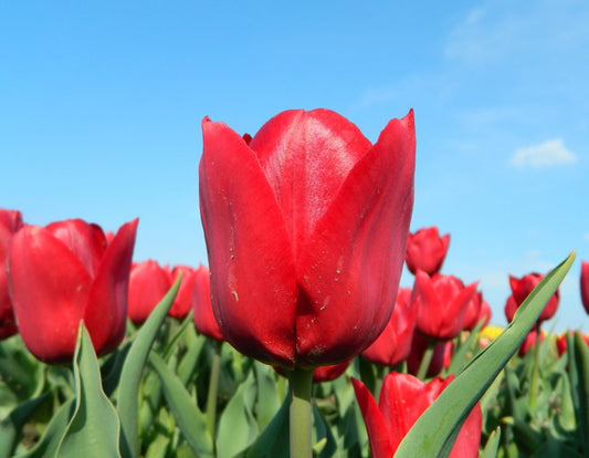Tulipa Pallada