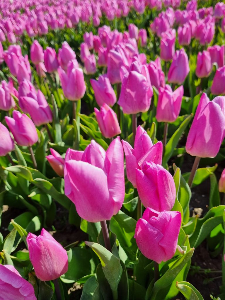 Tulipa Pink Prince, 25 pcs
