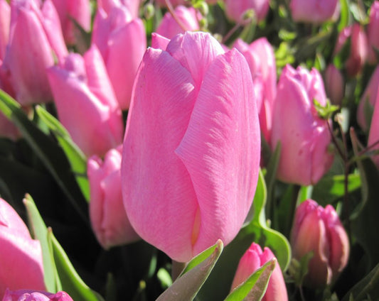 Tulipa Pink Prince