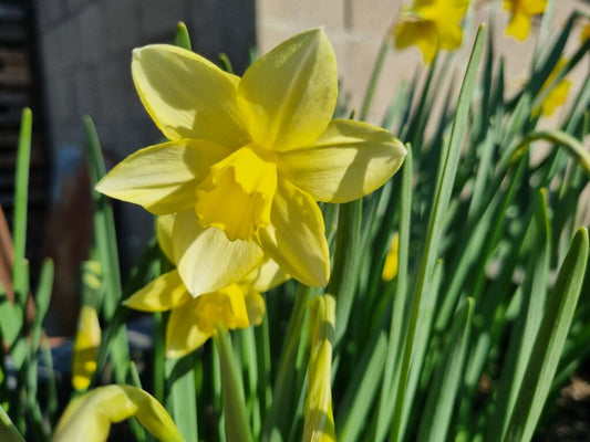 NEW: Daffodil 'Pueblo'