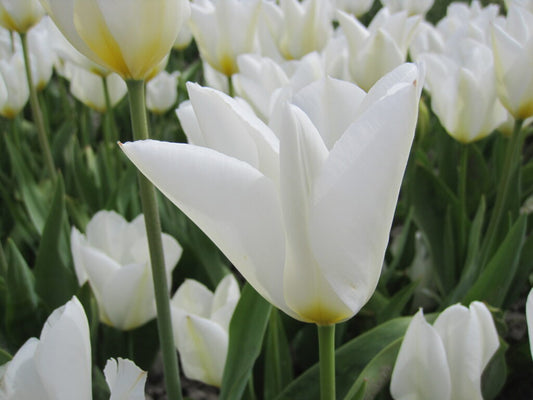 Tulipa 'Purissima'