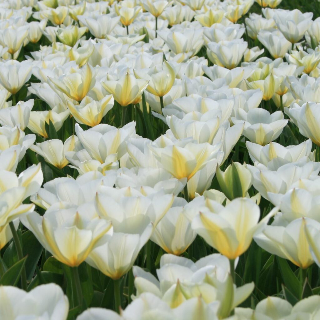 Tulipa 'Purissima'
