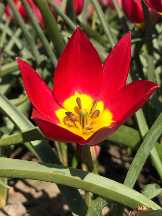 NEW: Tulipa humilis 'Red Beauty'