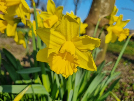 Daffodil 'Rijnveld's Early Sensation' NEW