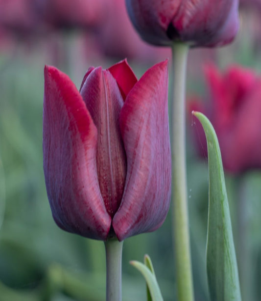 Tulipa Ronaldo