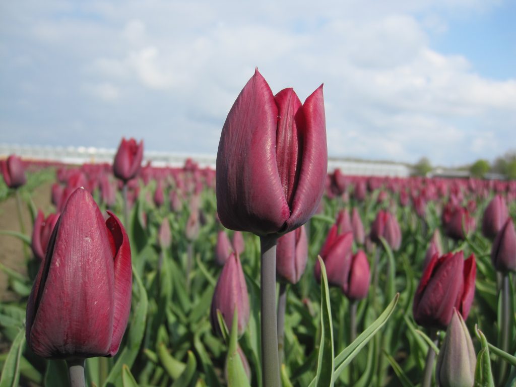 Tulipa Ronaldo (A)