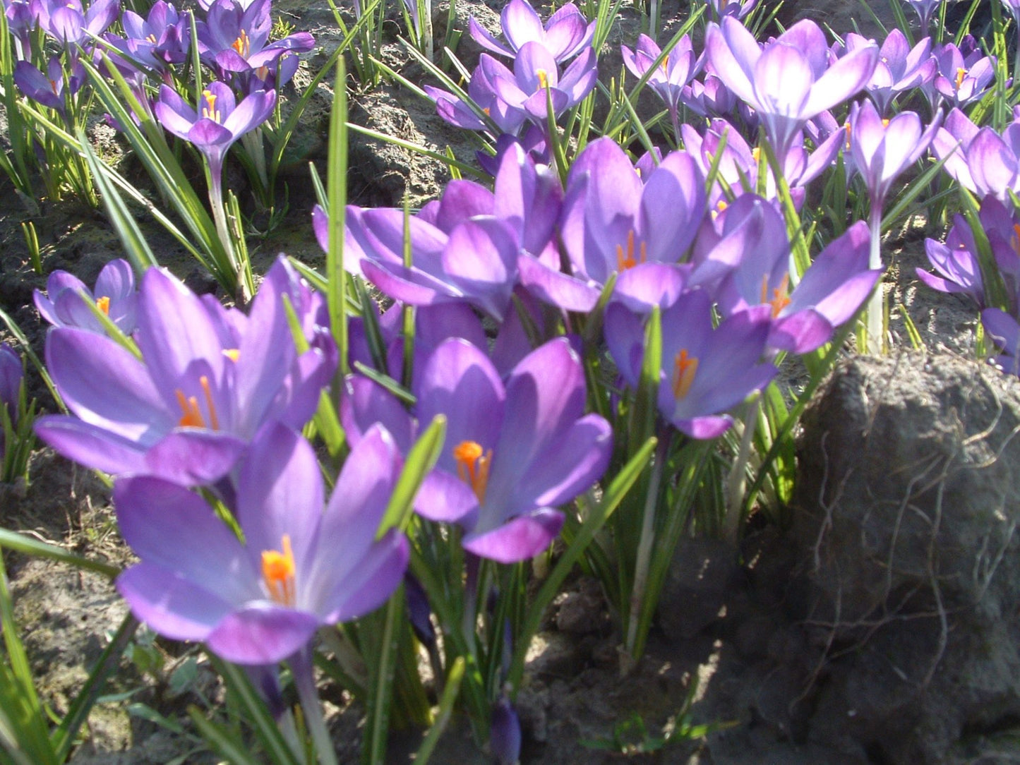 Crocus 'Ruby giant'