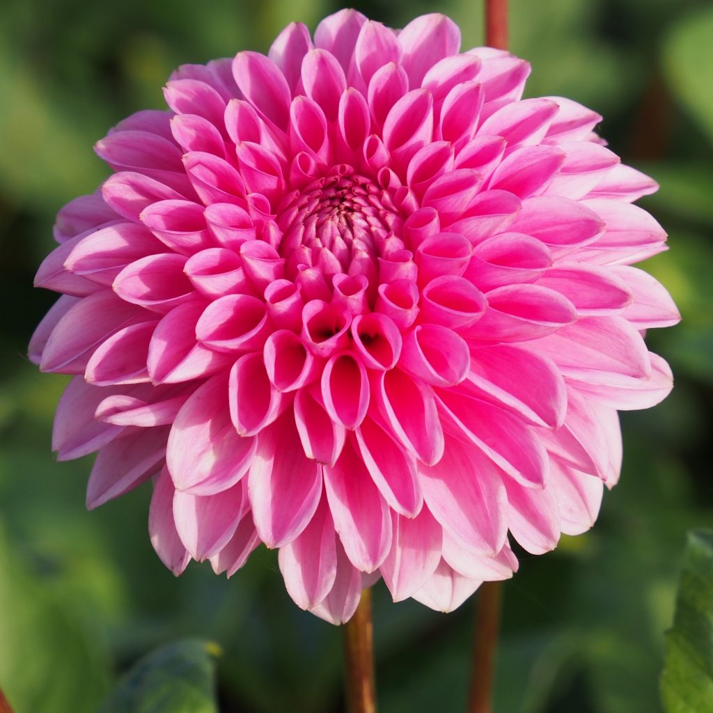 Dahlia Sandra, 5 pcs