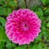 Dahlia Sandra, 5 pcs