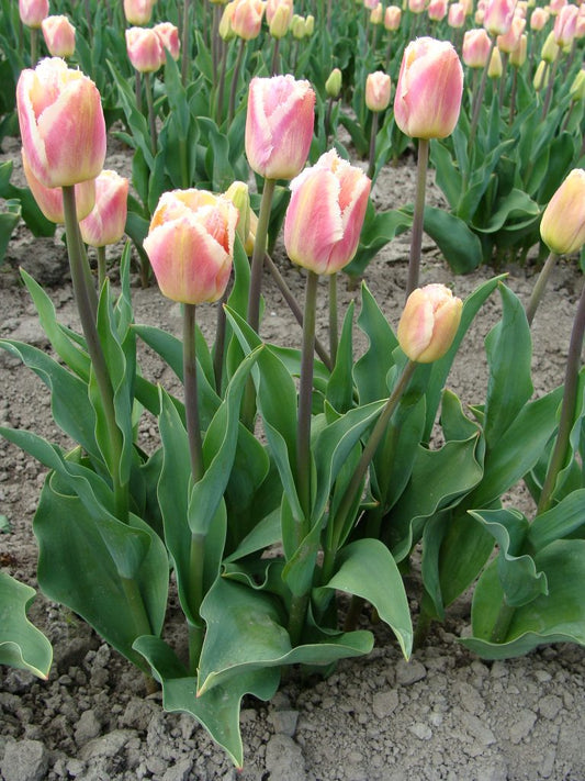 Tulipa Siesta