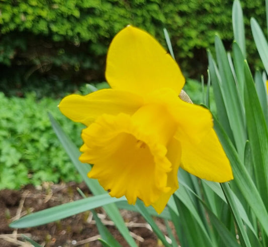 Daffodil 'Standard Value' NEW