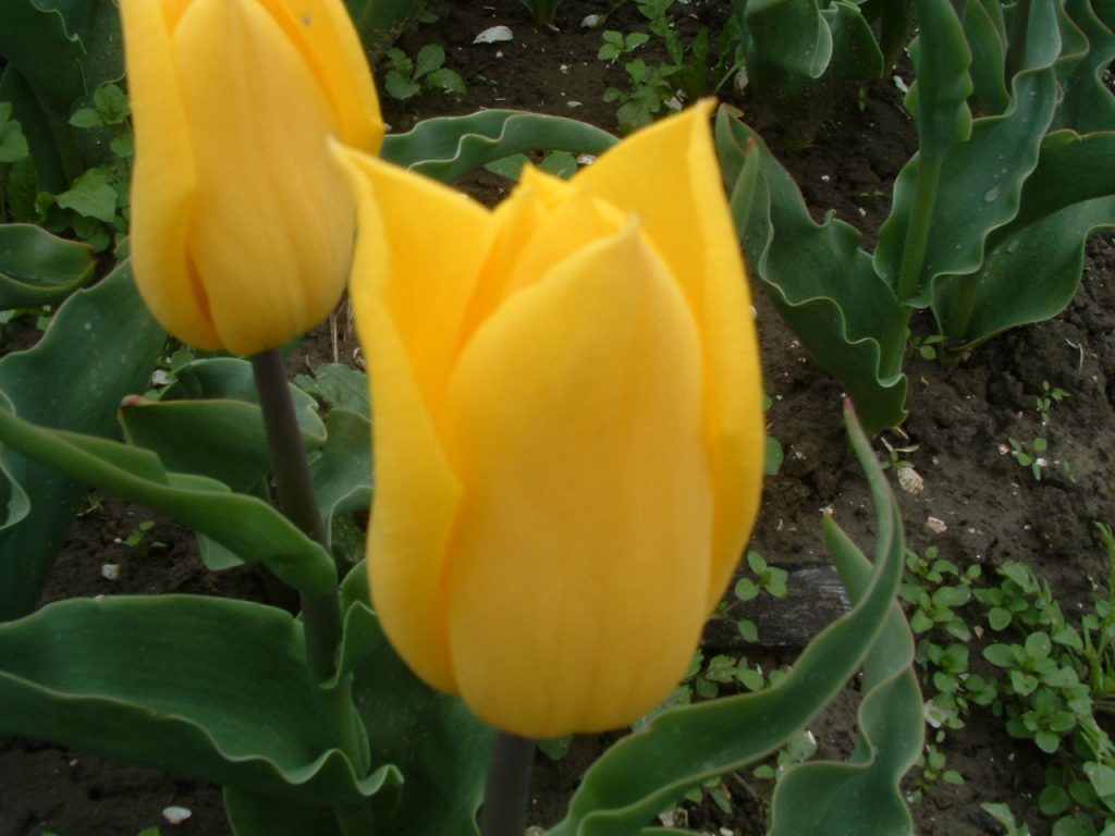 Tulipa Strong gold, 25 pcs