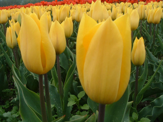 Tulipa Strong gold