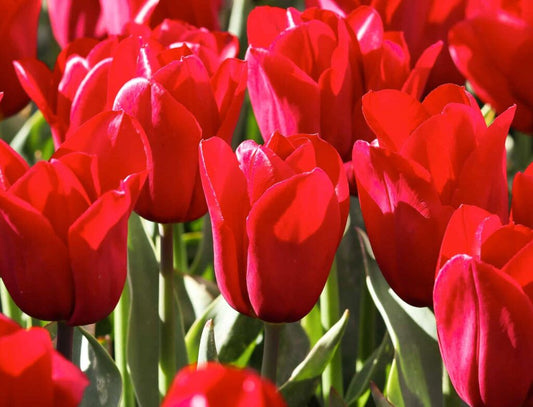 NEW: Tulipa Strong Love