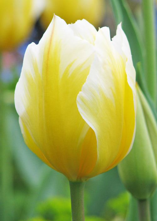 Tulipa 'Sweetheart'