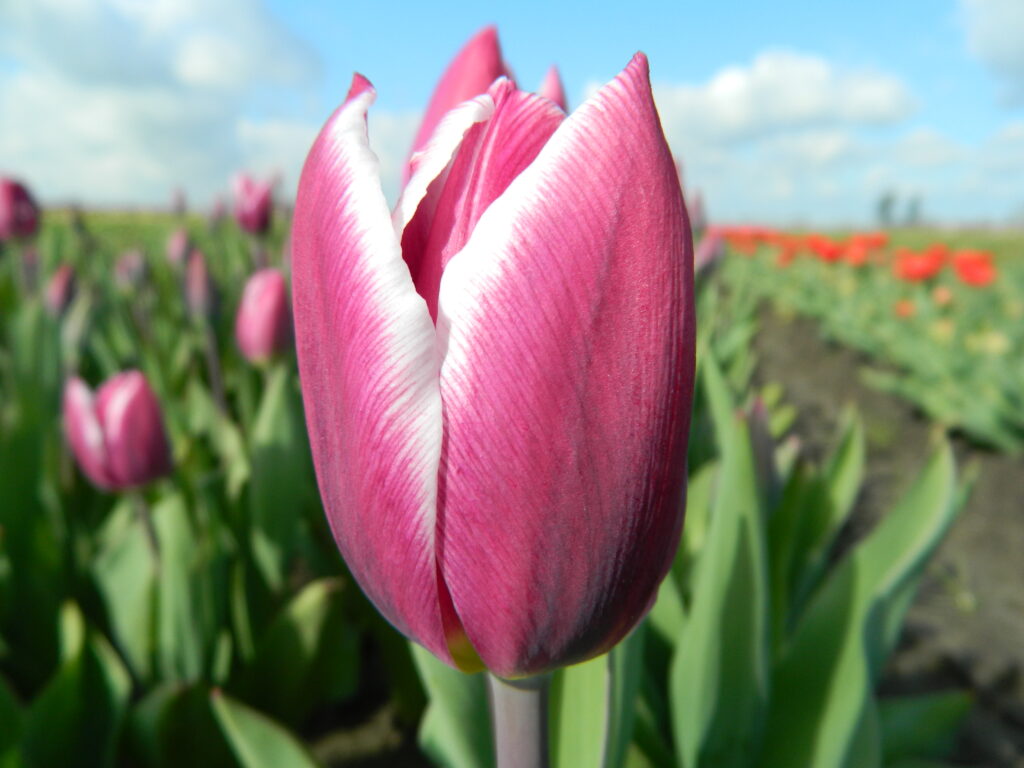 Tulipa Synadae Blue, 25 pcs