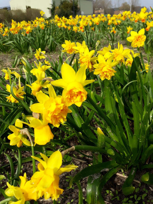 Daffodil 'Tête Rosette'