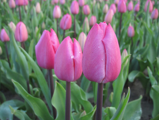 Tulipa Tineke van der Meer
