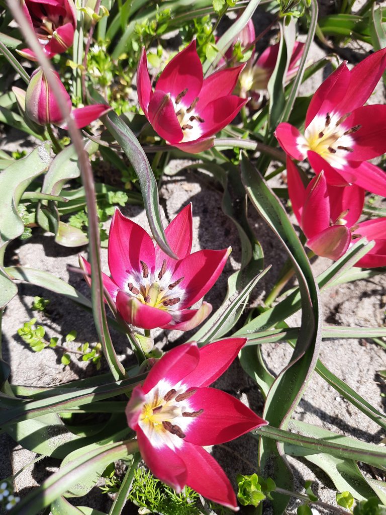 Tulipa 'Tiny Timo'