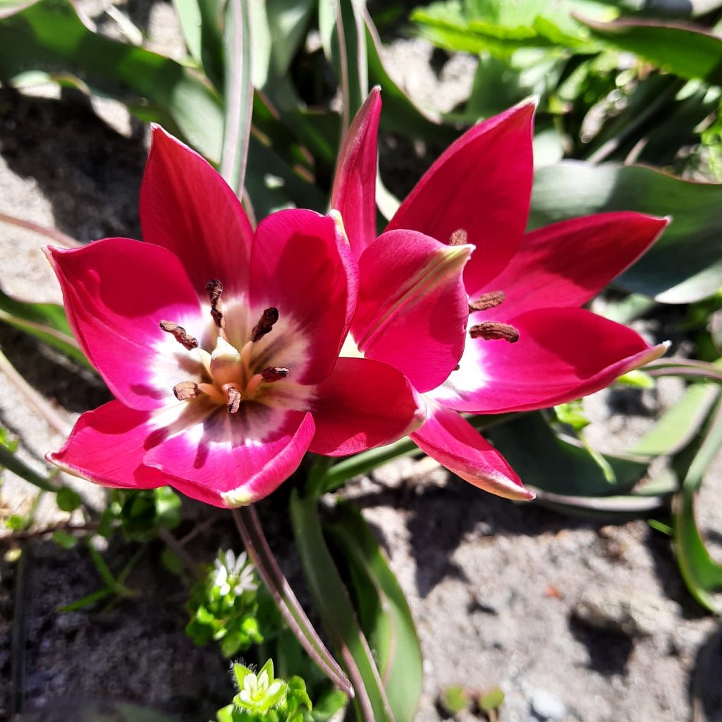 Tulipa 'Tiny Timo'