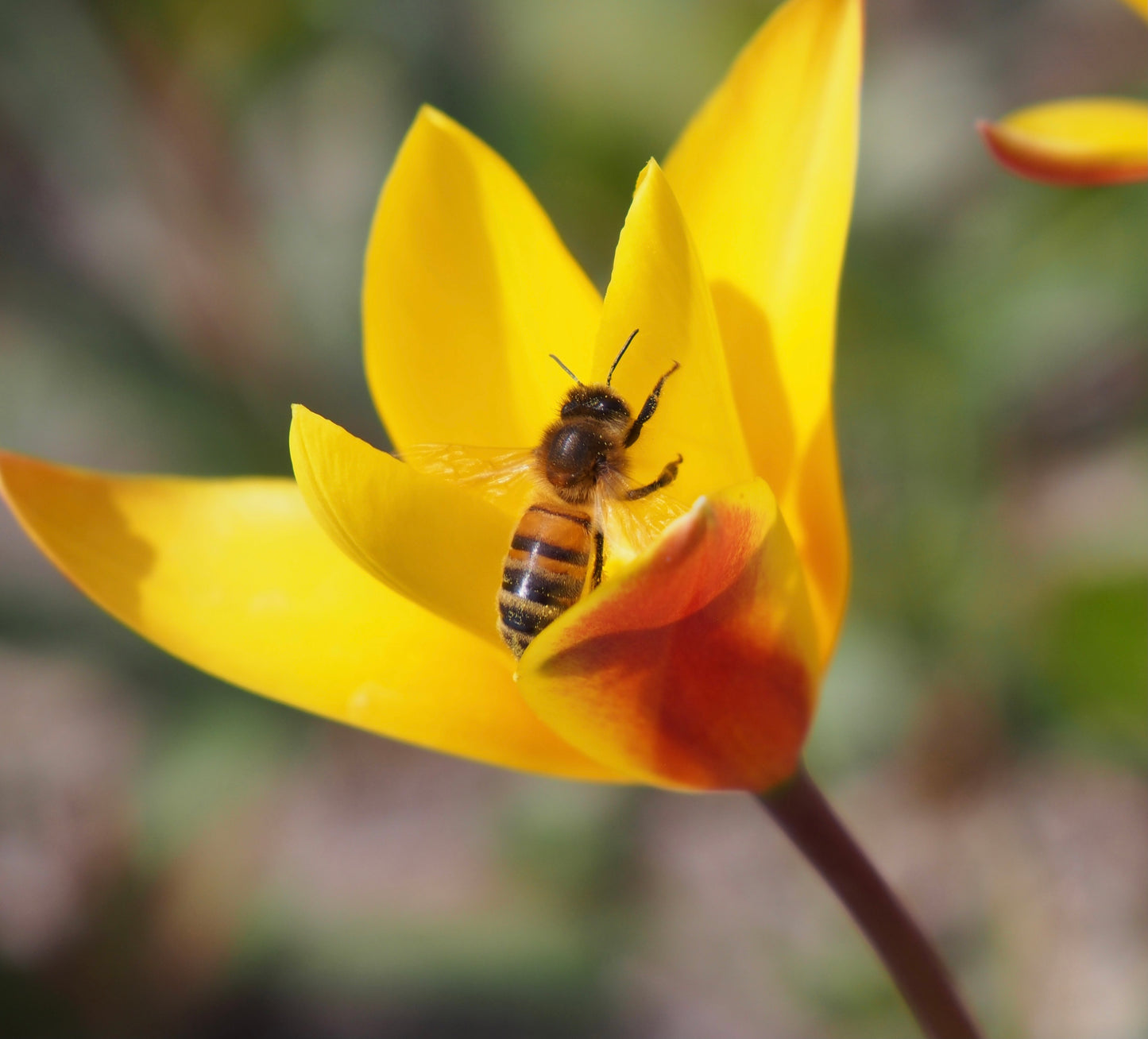 Tulipa clusiana var. Chrysantha