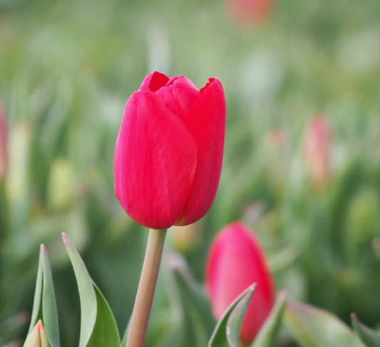 Tulipa 'Fire Clay'