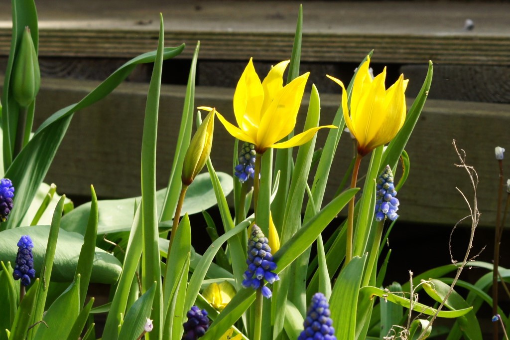 Tulipa sylvestris (A)