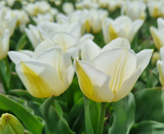 NEW: Tulipa 'Calgary'
