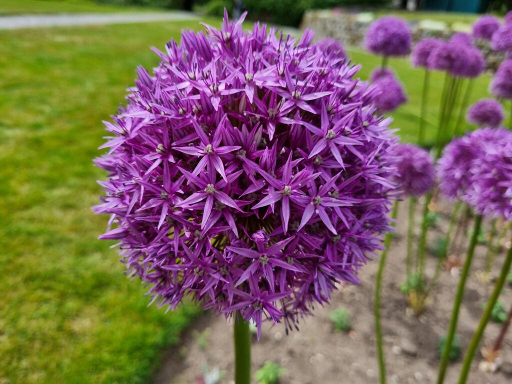 Allium 'Violet beauty'