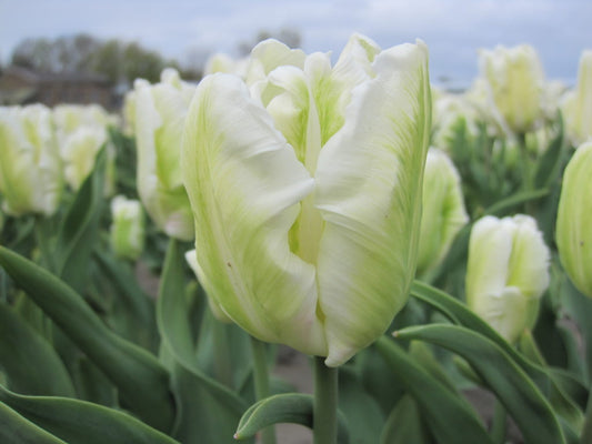 Tulipa 'White Rebel'