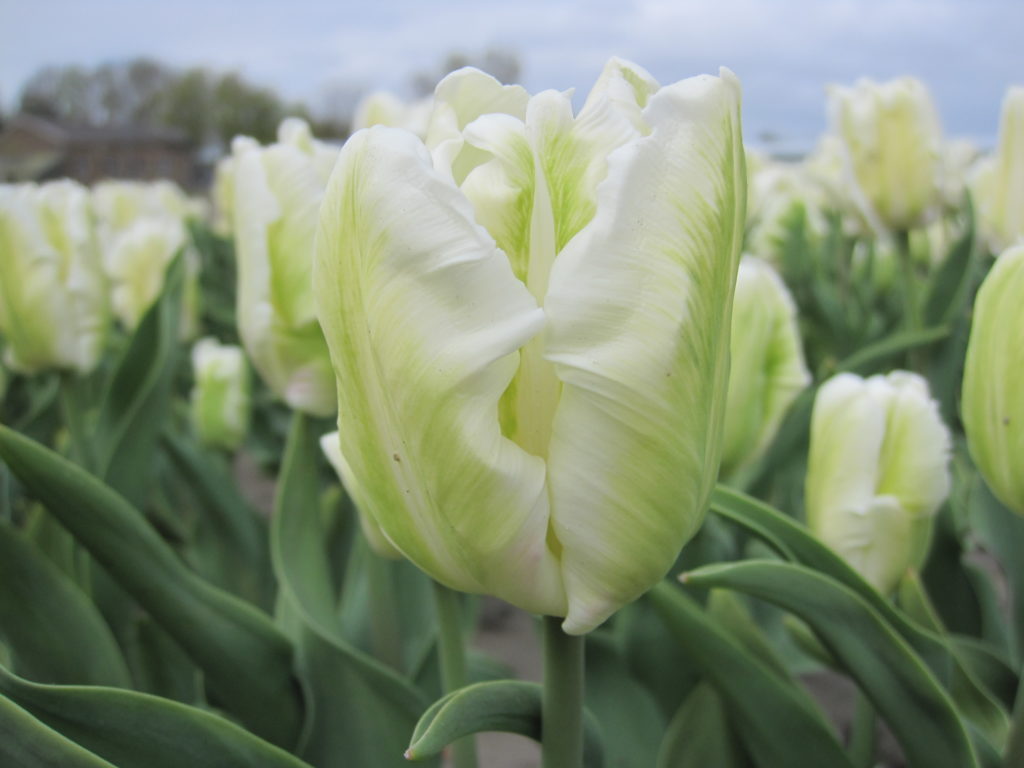 Tulipa 'White Rebel', 25 pcs