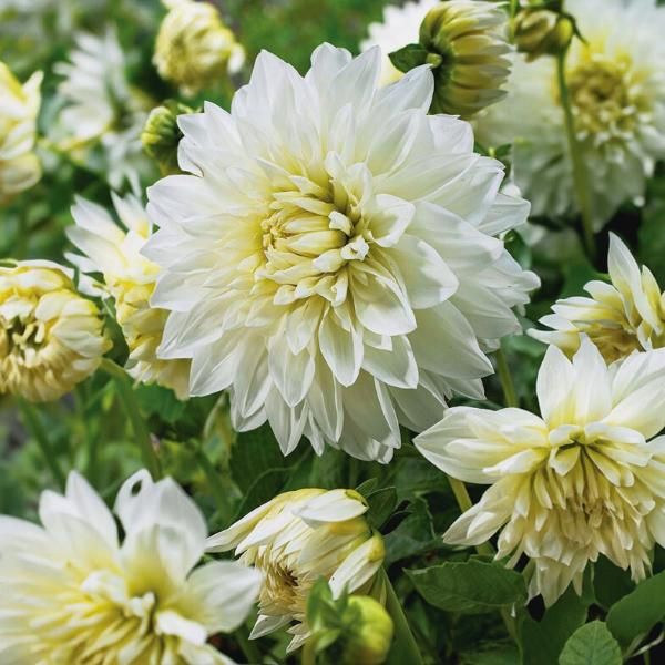 Dahlia White Perfection, 5 pcs