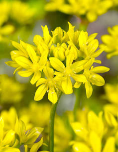 Allium moly 'Jeanine'