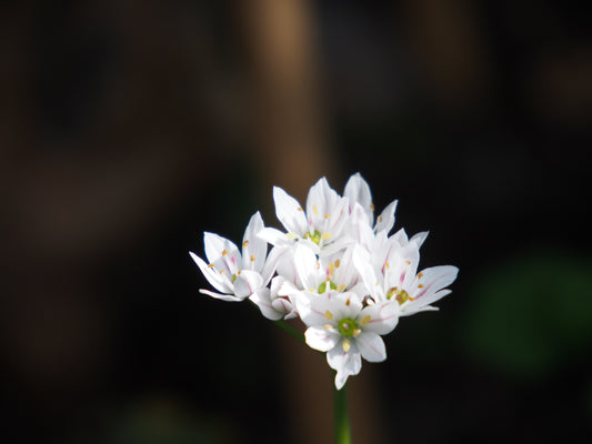 Allium Neapolitanum