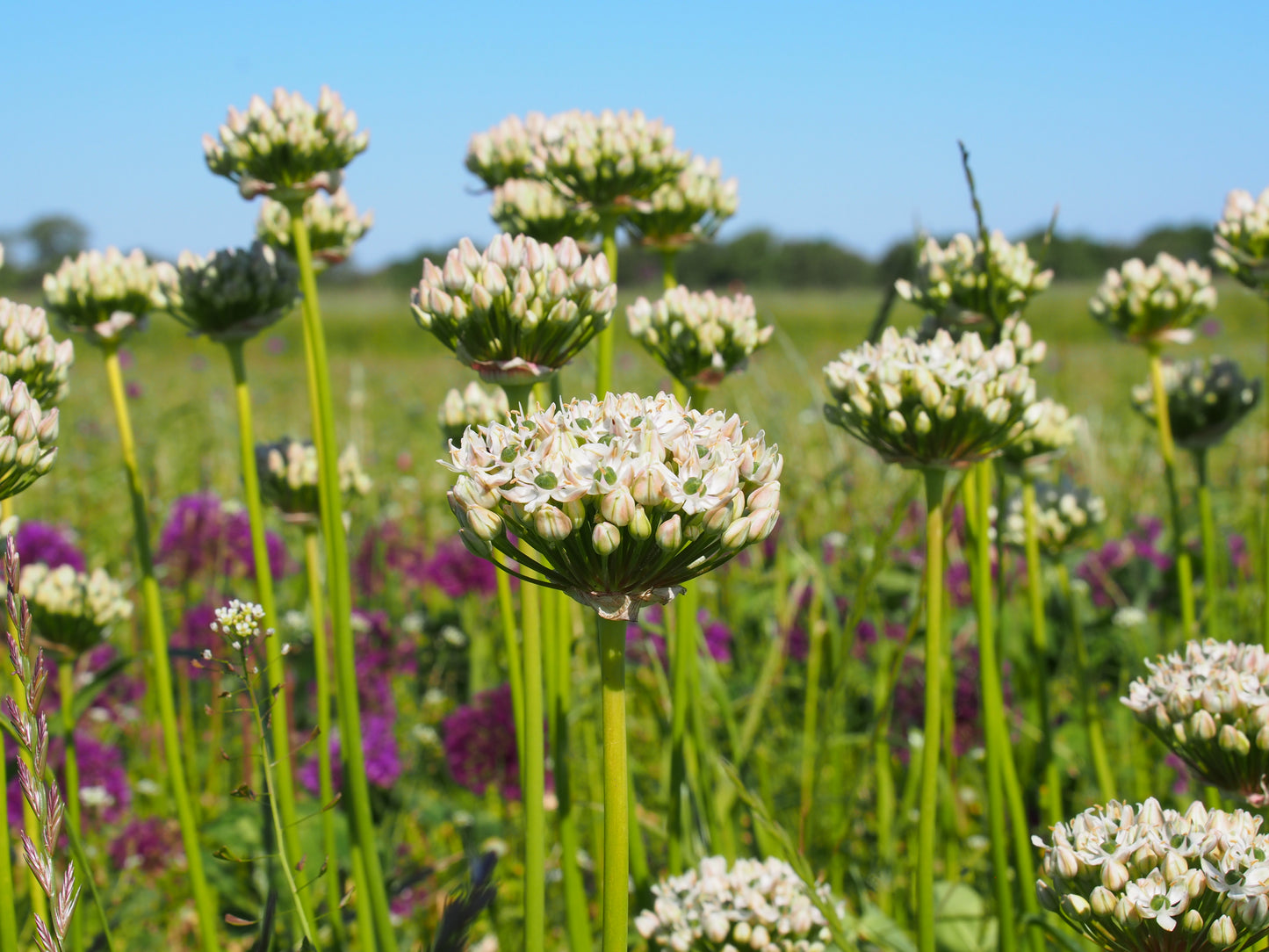 Allium Nigrum (black garlic)